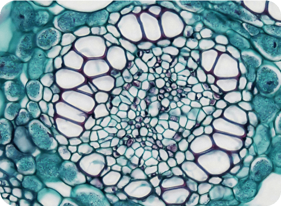 Plant cells under microscope