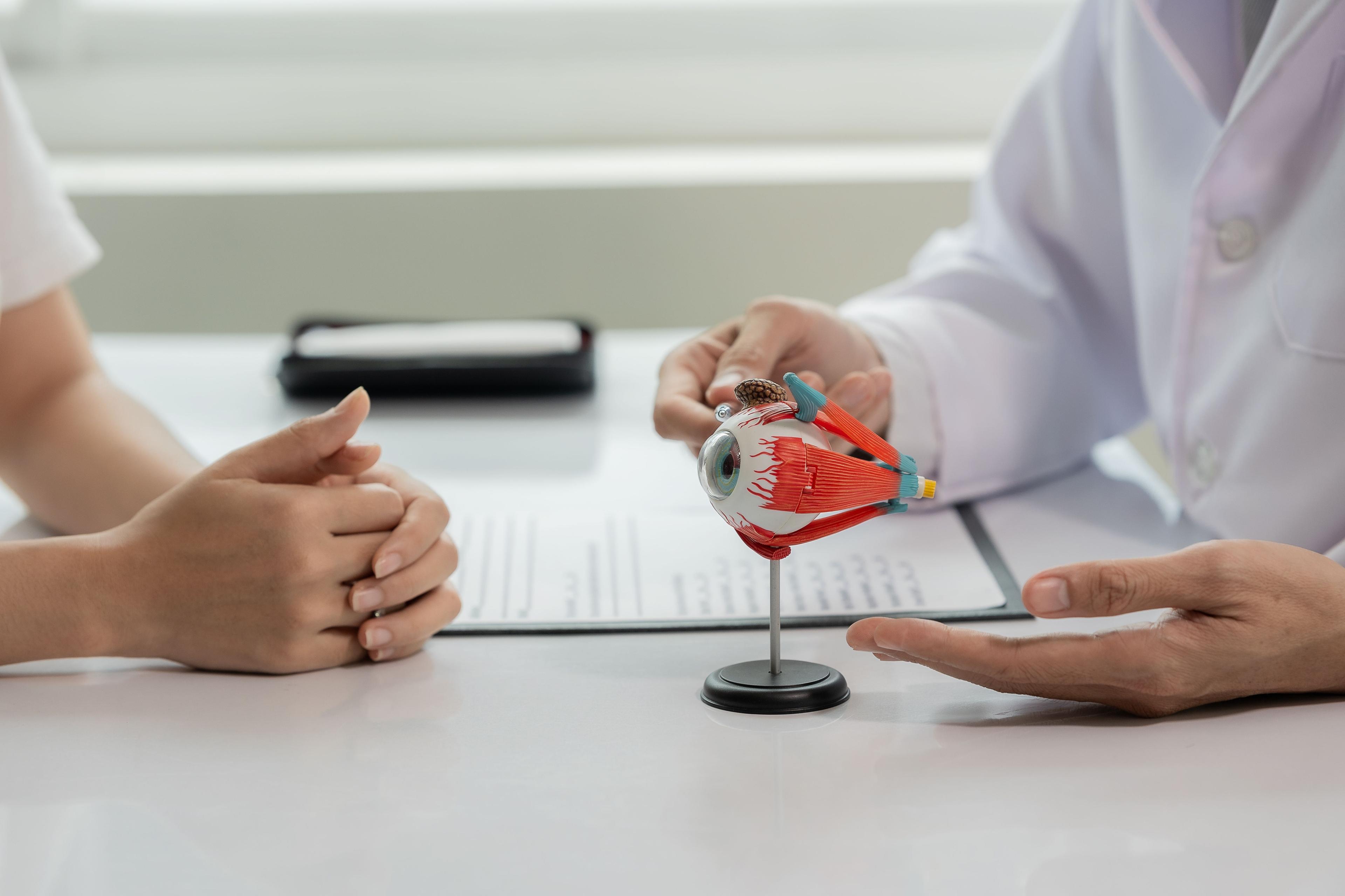 cross section of the eye showcasing in 3d model