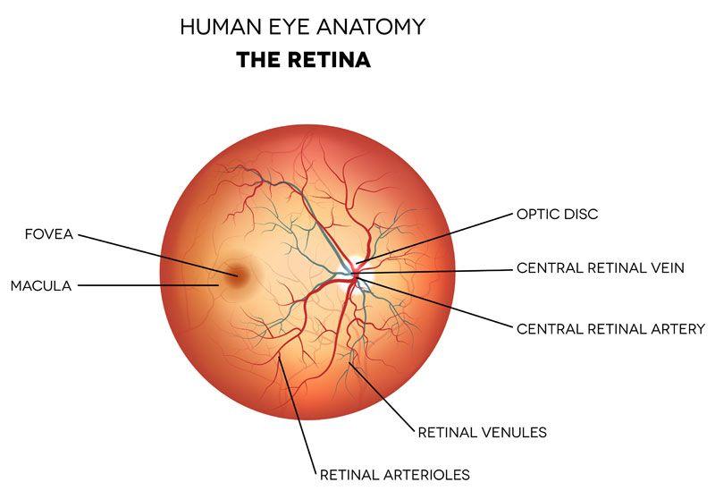 retina parts